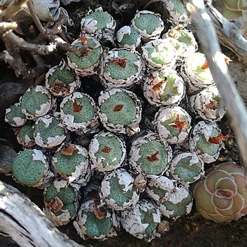 Conophytum unspecified picture