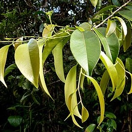 Sacoglottis unspecified picture