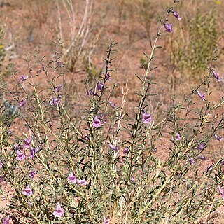 Sesamum pedalioides unspecified picture