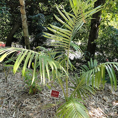 Archontophoenix purpurea unspecified picture