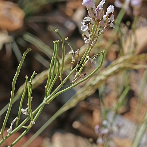 Thelypodiopsis elegans unspecified picture
