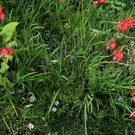 Adenophora morrisonensis unspecified picture