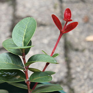 Maurocenia unspecified picture