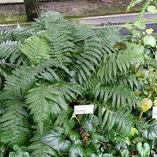 Pteris biaurita unspecified picture