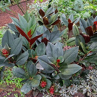 Costus erythrophyllus unspecified picture