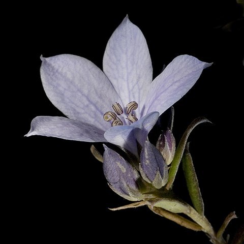 Billardiera speciosa unspecified picture