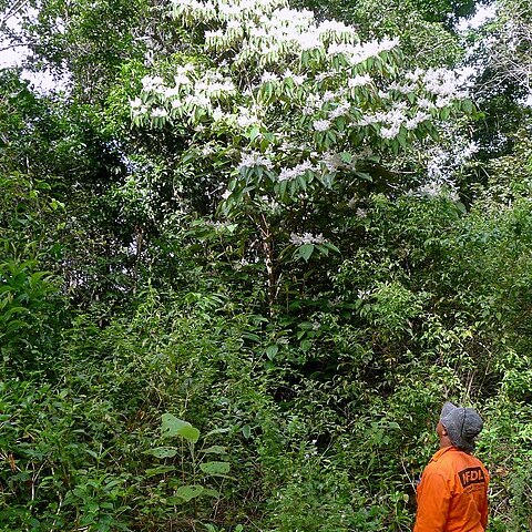 Miconia hypoleuca unspecified picture