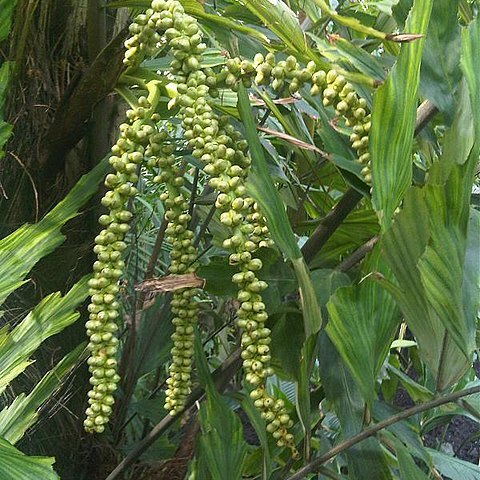 Arenga undulatifolia unspecified picture