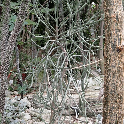 Adenia subsessilifolia unspecified picture