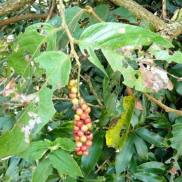 Antidesma venosum unspecified picture