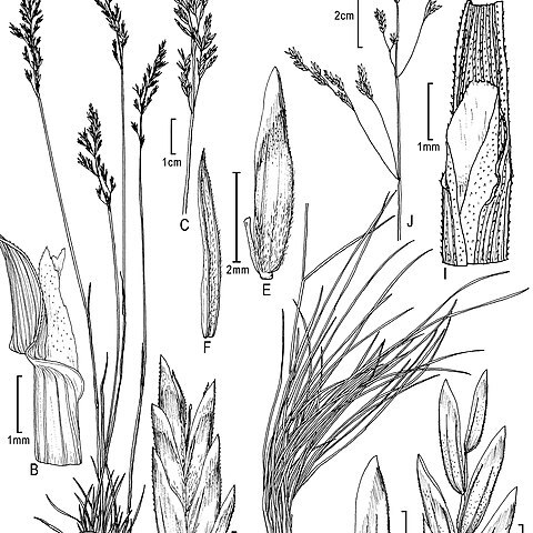Poa strictiramea unspecified picture