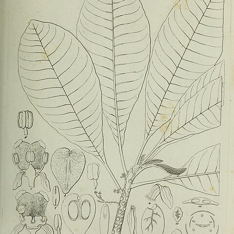 Soulamea unspecified picture