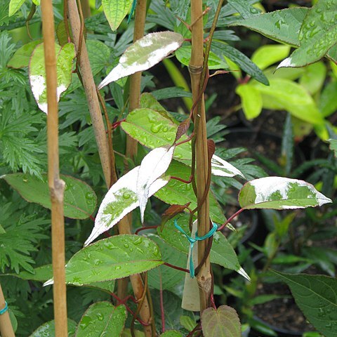 Actinidia tetramera unspecified picture