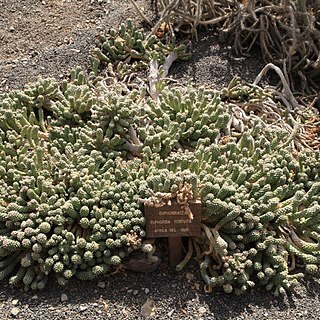 Euphorbia fortuita unspecified picture