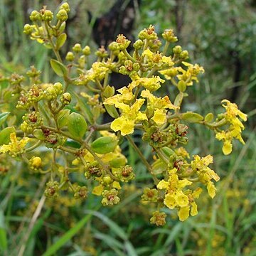 Banisteriopsis anisandra unspecified picture