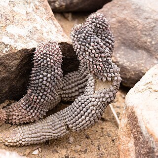 Hoodia pedicellata unspecified picture