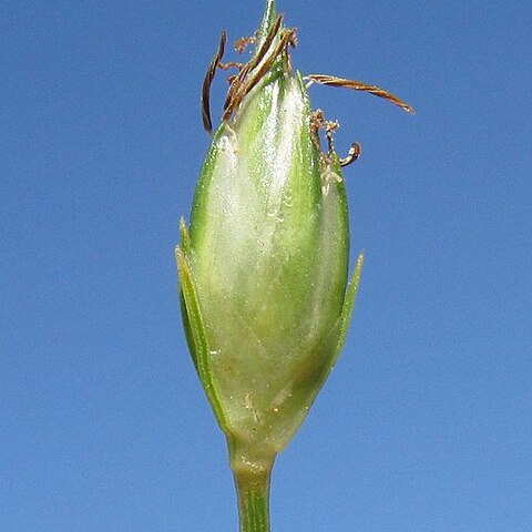 Fimbristylis ovata unspecified picture