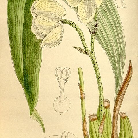 Houlletia sanderi unspecified picture
