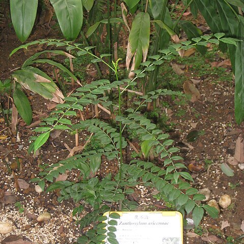 Zanthoxylum avicennae unspecified picture