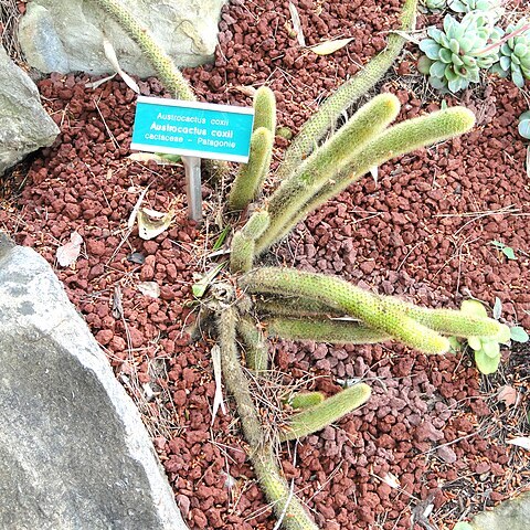 Austrocactus coxii unspecified picture