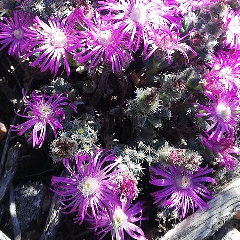 Trichodiadema marlothii unspecified picture
