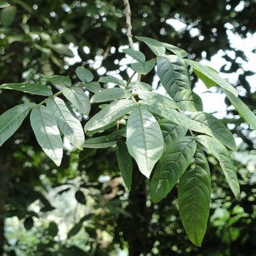 Fraxinus malacophylla unspecified picture