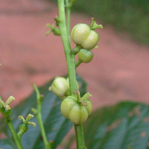 Aparisthmium cordatum unspecified picture