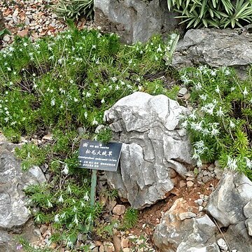 Leontopodium andersonii unspecified picture