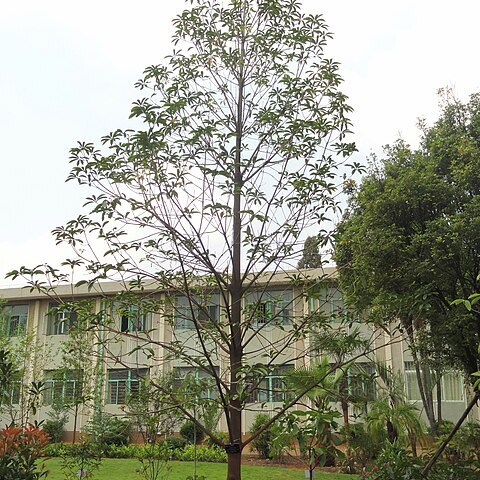 Illicium macranthum unspecified picture