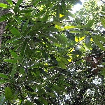 Magnolia yunnanensis unspecified picture