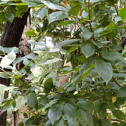 Sinojackia microcarpa unspecified picture