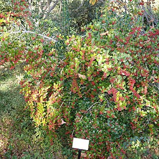 Ilex dimorphophylla unspecified picture