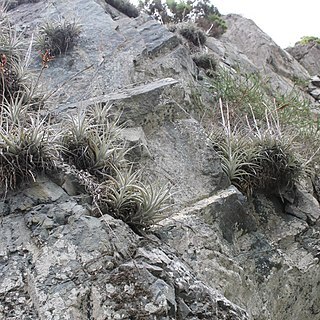 Tillandsia geissei unspecified picture