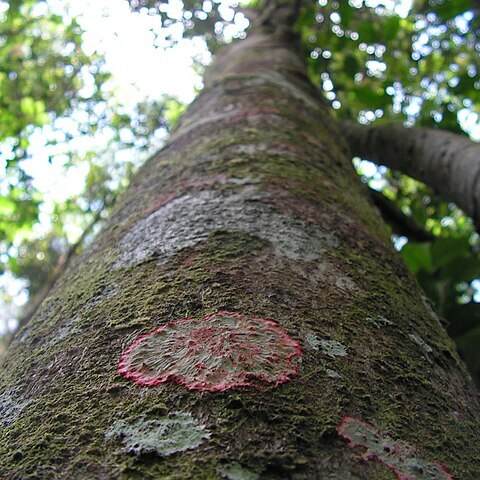 Ilex sapotifolia unspecified picture
