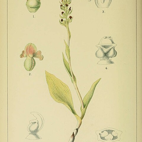 Satyrium retusum unspecified picture