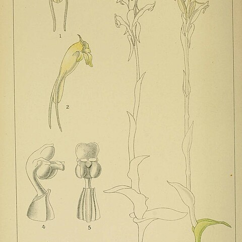 Satyrium outeniquense unspecified picture