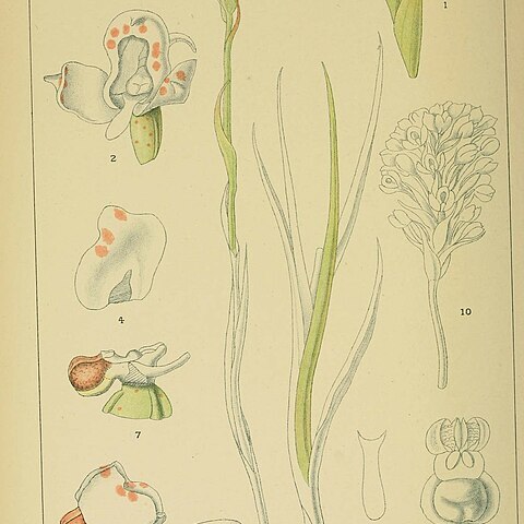Disa cephalotes unspecified picture