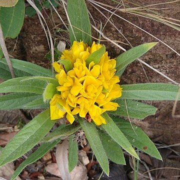 Eriosema longifolium unspecified picture