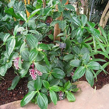 Medinilla cummingii unspecified picture