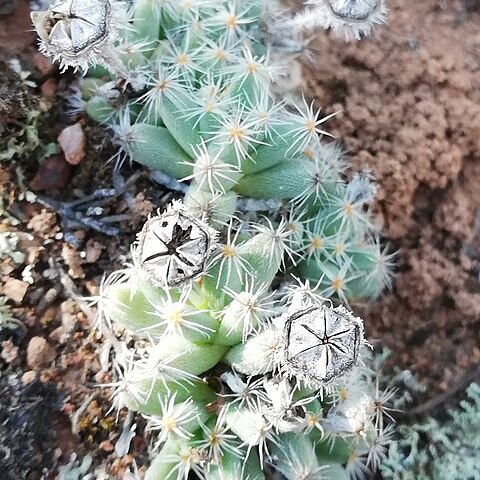 Trichodiadema marlothii unspecified picture