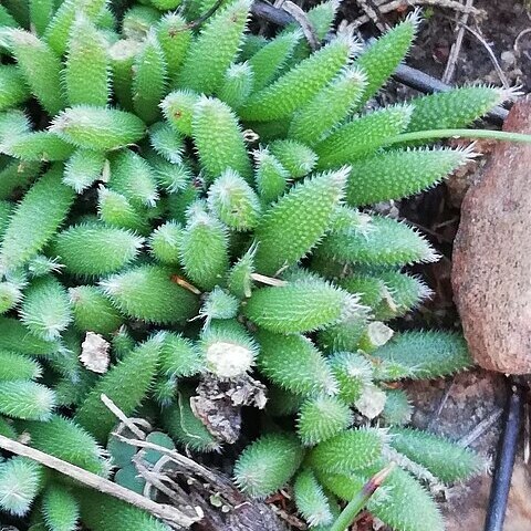 Trichodiadema pygmaeum unspecified picture