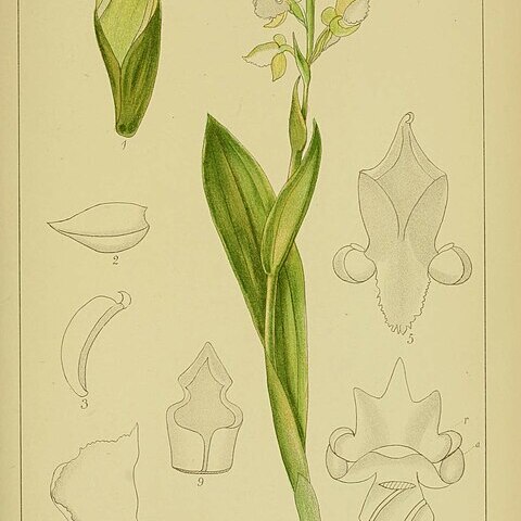 Pterygodium hastatum unspecified picture