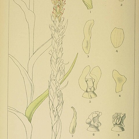Disa ochrostachya unspecified picture