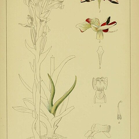 Disa atricapilla unspecified picture