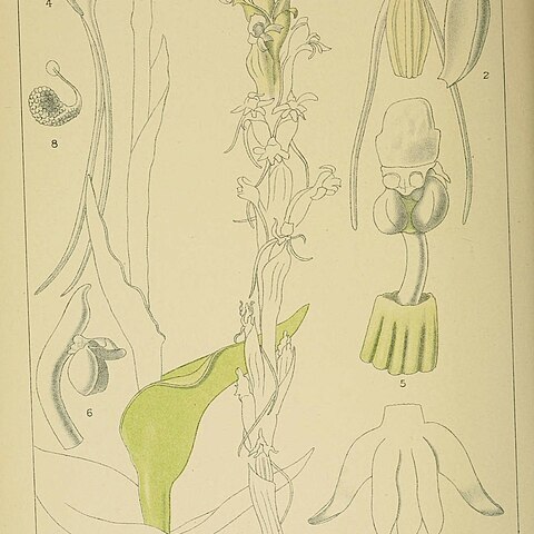Satyrium stenopetalum unspecified picture