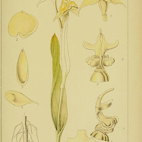 Pterygodium cruciferum unspecified picture