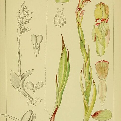 Disa brevicornis unspecified picture