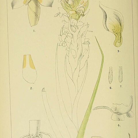 Disa longifolia unspecified picture