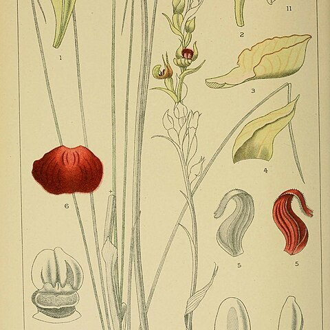 Disa forficaria unspecified picture