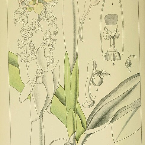 Satyrium longicauda unspecified picture